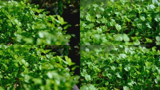 超高清摄像机在香菜旁边移动，新鲜的绿色草本植物，近距离，4K，高清在线视频素材下载