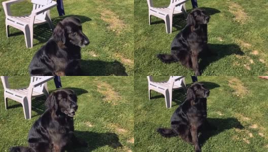 草地上的黑色拉布拉多犬高清在线视频素材下载