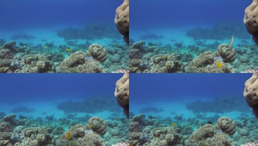 浅层拍摄的视频。珊瑚和热带鱼。高清在线视频素材下载