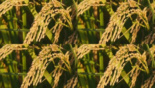 美丽的稻田阳光高清在线视频素材下载