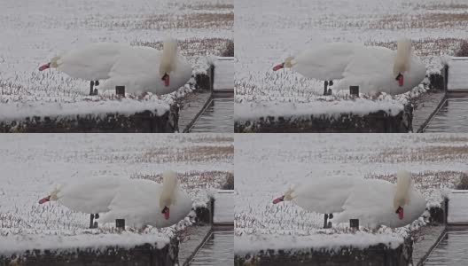 暴风雪中的天鹅，天鹅座高清在线视频素材下载