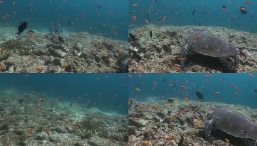 在珊瑚礁上游泳吃的玳瑁海龟高清在线视频素材下载