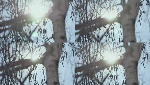 冬天的日落在桦木。阳光透过树枝的桦树俄罗斯传统自然景观冬季高清在线视频素材下载