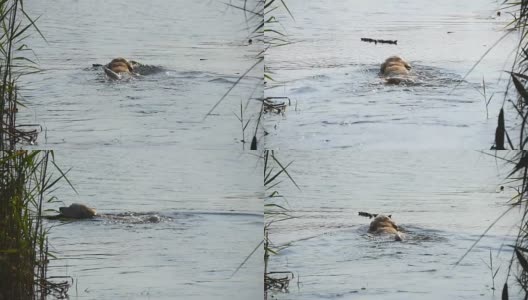 犬种拉布拉多犬或金毛寻回犬在自然公园的一个湖水中游泳，以获得一根棍子。夏天和家畜在户外玩耍。慢动作高清在线视频素材下载