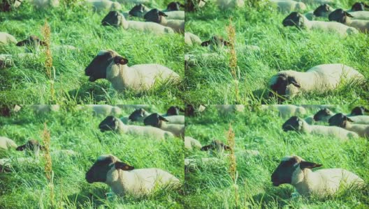 绵羊在农田上吃草的特写高清在线视频素材下载