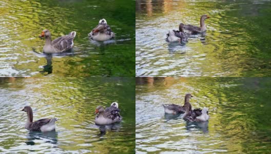 家鹅在泉水清澈的池塘里游泳。在一个阳光明媚的日子里，一对鹅慢慢地游着。在池塘的底部，有水生植物高清在线视频素材下载