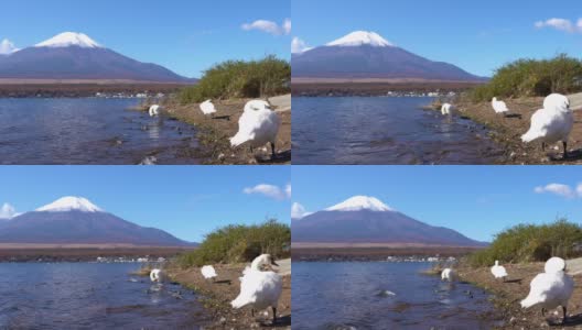 美丽的富士山与枫树在秋天的日本高清在线视频素材下载