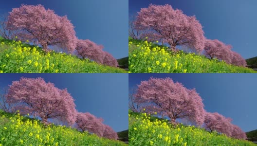 下嘉摩河边盛开的川崎樱花树和油菜花高清在线视频素材下载