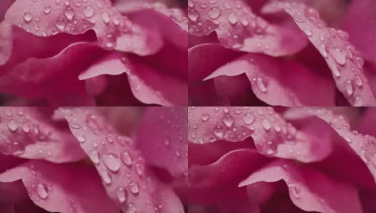 微距摄影拍摄的水滴雨滴在玫瑰花瓣浪漫爱情主题背景高清在线视频素材下载