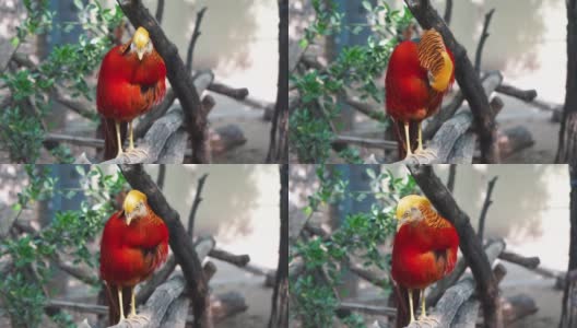 一只红金色的雉鸡在树枝上高清在线视频素材下载