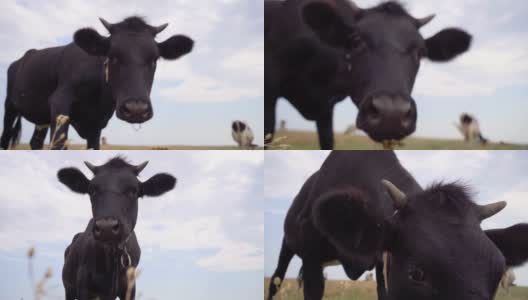 好奇的奶牛试图舔相机。在草地上吃草的奶牛，4k高清在线视频素材下载