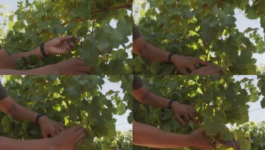 4k视频显示一个不认识的人在葡萄园摘水果高清在线视频素材下载