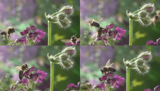 蜜蜂探访紫花。高清在线视频素材下载