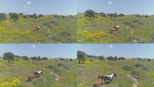 无人机在野外野马上空飞行。自由野生动物的场景在农村与阿拉伯种马群在开放的土地。牛仔欣赏田园风光高清在线视频素材下载