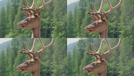 加拿大山区的鹿。近距离拍摄。高清在线视频素材下载