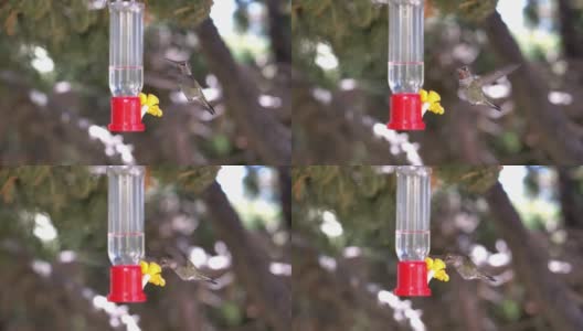 蜂鸟从喂食器中饮水，慢镜头180fps高清在线视频素材下载