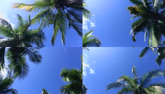 热带椰子树高清在线视频素材下载