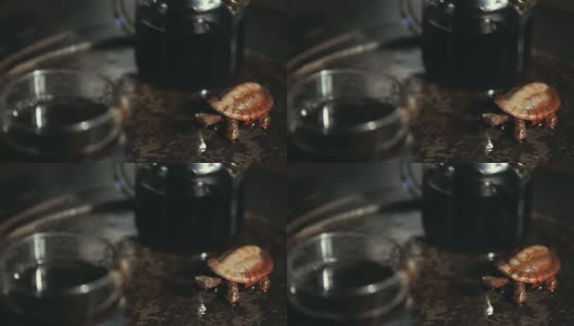 黑茶石桌陶瓷龟形热水高清画面高清在线视频素材下载