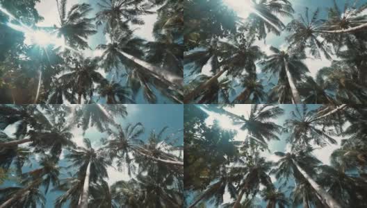 天空下的椰子树高清在线视频素材下载