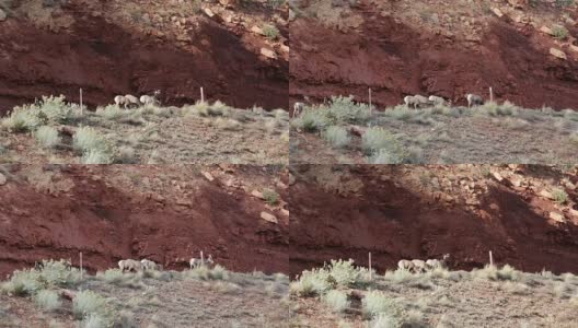 悬崖上的大角羊高清在线视频素材下载