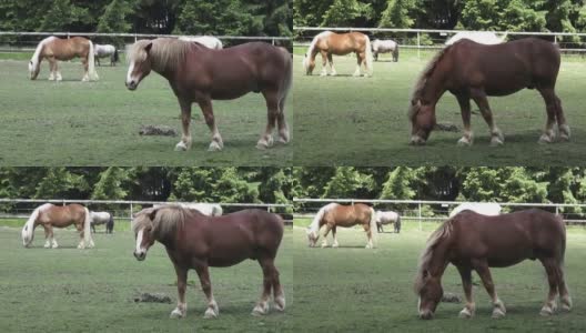 在绿色草地上吃草的马。马吃东西的肖像高清在线视频素材下载