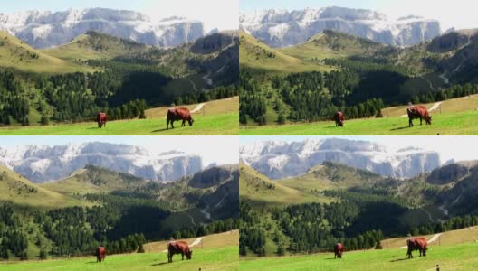 奶牛在草地上吃草，背景是山脉高清在线视频素材下载