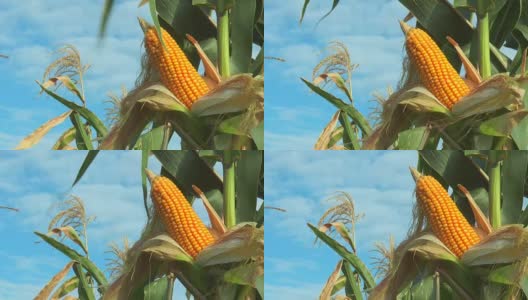 田里的玉米秸秆高清在线视频素材下载