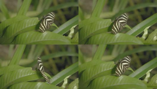 黑白色的蝴蝶在叶子上。坐在绿色植物上的蝴蝶的特写。高清在线视频素材下载