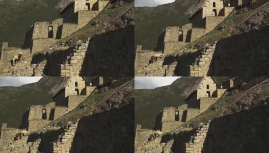 缩小拍摄大羊驼和马丘比丘遗址高清在线视频素材下载