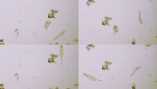 微型生物高清在线视频素材下载