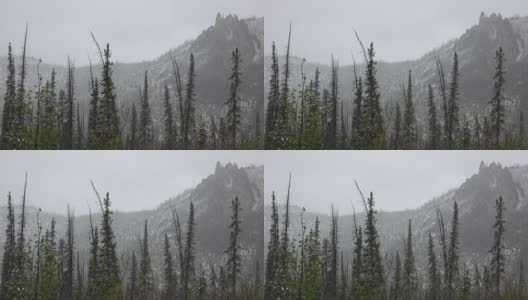 雪落黑云杉，针叶林山脉白云石，塔尖登普斯特高速育空高清在线视频素材下载