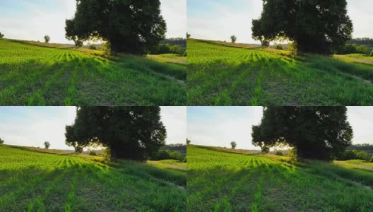 一架无人机在夏天飞过乡间的田野高清在线视频素材下载