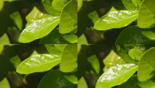 花园里的绿叶上滴一滴水高清在线视频素材下载