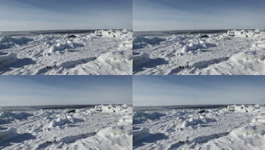 可爱的新生海豹妈妈在冰原上。高清在线视频素材下载