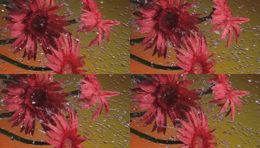 慢镜头垂直拍摄:雨中的雏菊，黄色背景高清在线视频素材下载