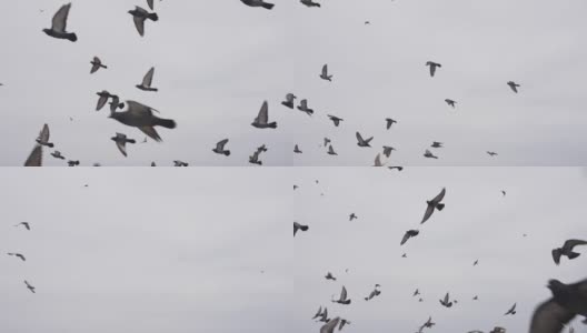 一群野鸽子在海岸上起飞高清在线视频素材下载