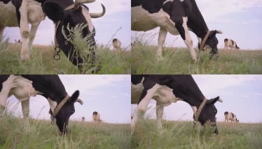 牛在牧场上吃草的特写。奶牛在草地上吃草，4k高清在线视频素材下载