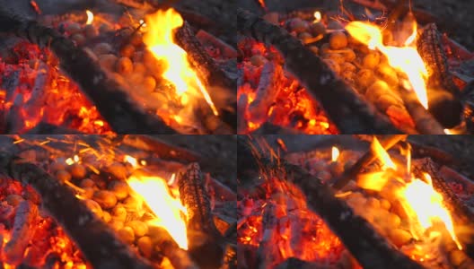 护林员用棍子把土豆插进炽热的煤火中。高清在线视频素材下载