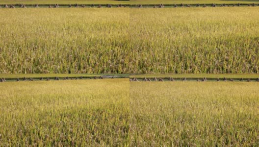 稻田里的稻穗接近收获季节高清在线视频素材下载