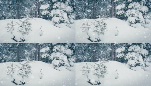 树枝上美丽的蓬松的雪。雪花从云杉树枝上美丽地飘落下来。冬天的童话，树在雪中囚禁。冬天下雪的录像高清在线视频素材下载