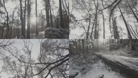 冬季户外:阳光明媚的日子里，白雪覆盖的森林景观高清在线视频素材下载