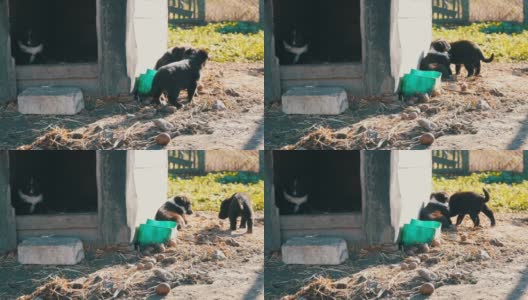 三只有趣的小黑狗在院子里的狗屋附近散步高清在线视频素材下载