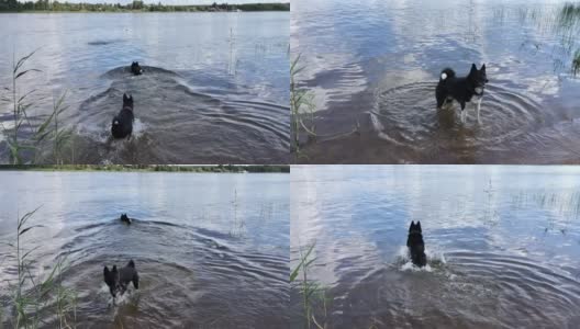 狗在水里游泳。高清在线视频素材下载