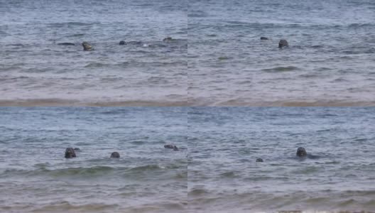 灰色的海豹高清在线视频素材下载