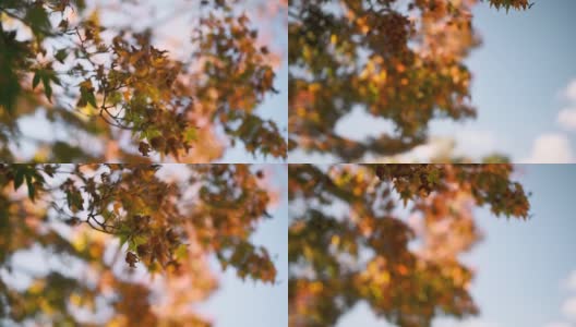 五彩缤纷的秋天枫叶高清在线视频素材下载
