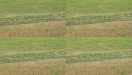 一只棕色的狗在绿色的草地上散步高清在线视频素材下载