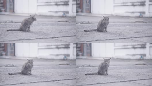 街上有只叫托比的猫。找什么东西高清在线视频素材下载