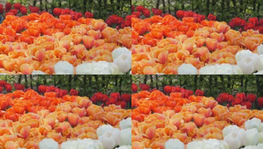 世界著名的库肯霍夫皇家公园里美丽的大橘红色郁金香组合。郁金香田近观荷兰，荷兰高清在线视频素材下载
