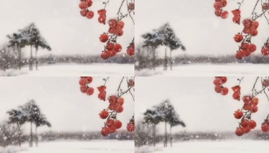 雪冬景观和柿子树高清在线视频素材下载