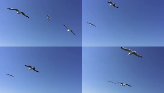 海鸥在土耳其马尔马拉海上空飞翔的春天高清在线视频素材下载